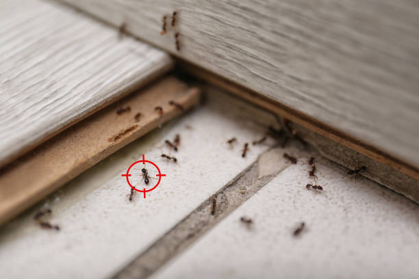 Wasp Removal Services in Balmville, NY