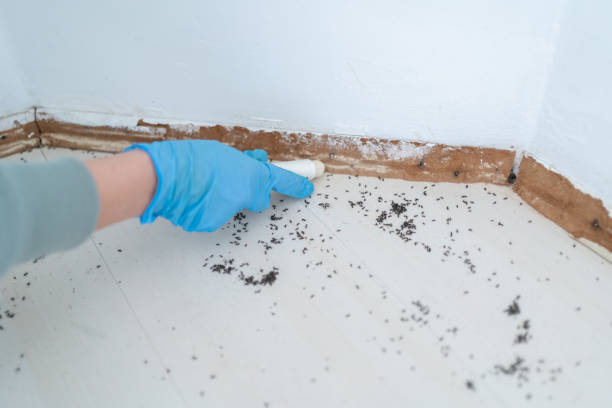 Best Termite Control Services  in Balmville, NY